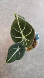 Alocasia Black Velvet, Ophalen of Verzenden, Halfschaduw, Minder dan 100 cm
