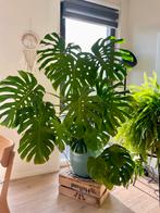 Monstera deliciosa XXL, Huis en Inrichting, Kamerplanten, Ophalen, Vetplant, In pot, 150 tot 200 cm