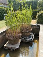 Gratis riet voor in vijver, Vaste plant, Halfschaduw, Zomer, Ophalen
