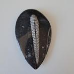 Orthoceras Punt, Ophalen of Verzenden, Fossiel