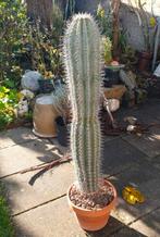 Blauwe zuilcactus groot, Ophalen, Halfschaduw, Minder dan 100 cm
