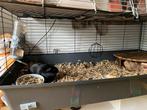 2 lieve cavia”s mannetjes met hok en toebehoren., Dieren en Toebehoren, Cavia, Mannelijk, Januari, Tam
