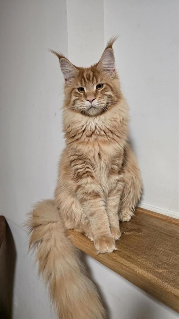 Maina Coon Ungaro Aldonas Gift* PL, Dieren en Toebehoren, Katten en Kittens | Raskatten | Langhaar, Kater, Gechipt, Ontwormd