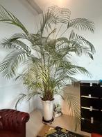 Prachtige Goud palm/ Dypsis, Huis en Inrichting, Ophalen, 200 cm of meer, Palm, Halfschaduw
