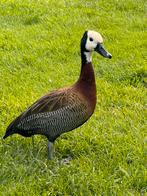 Te koop 1-1 witwangboomeenden van 2025(siereenden), Dieren en Toebehoren, Pluimvee, Meerdere dieren, Eend