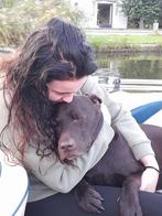 Dierenoppas en hondenuitlaatservice, Komt aan huis