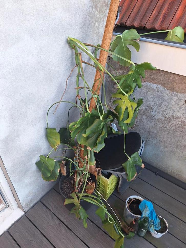 Monstera plant gratis afhalen, Huis en Inrichting, Kamerplanten, Overige soorten, 100 tot 150 cm, Halfschaduw, Ophalen