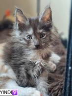 Maine coon kittens met stamboom, Meerdere dieren, Gechipt