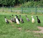 Loopeenden eenden en woerden, Meerdere dieren, Eend