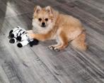 Pomeriaan mini  teefje Beschikbaar, Dieren en Toebehoren, 15 weken tot 1 jaar, Teef, Eén hond, Nederland
