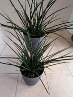 Kamerplant grote 2x met Nieuwe Bloempot Sansevieria, Ophalen, Overige soorten, Minder dan 100 cm