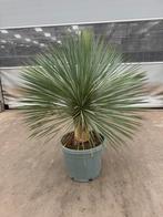 Yucca rostrata p 46 cm h 140 cm, Tuin en Terras, Planten | Tuinplanten, Ophalen, Bloeit niet, Overige soorten