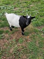 Geit 3 jaar oud, Dieren en Toebehoren, Schapen, Geiten en Varkens, Vrouwelijk, Geit, 3 tot 5 jaar