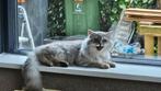 Op zoek naar een nieuw thuis, Dieren en Toebehoren, Katten en Kittens | Raskatten | Langhaar, Kater, Gechipt, 0 tot 2 jaar