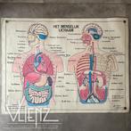 Vintage dubbelzijdige schoolposter Menselijk Lichaam Hebri, Ophalen of Verzenden, Natuur en Biologie