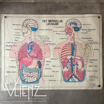 Vintage dubbelzijdige schoolposter Menselijk Lichaam Hebri beschikbaar voor biedingen
