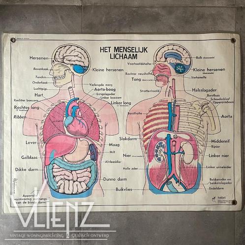 Vintage dubbelzijdige schoolposter Menselijk Lichaam Hebri, Antiek en Kunst, Antiek | Schoolplaten, Natuur en Biologie, Ophalen of Verzenden