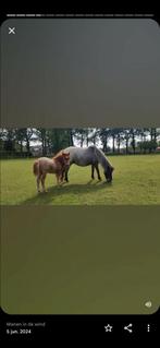 Verzorgpony aangeboden., Ophalen of Verzenden, Zo goed als nieuw