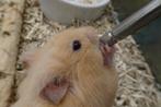 Goudhamsters hamster hamsters, Dieren en Toebehoren, Knaagdieren, Oktober, Meerdere dieren, Hamster