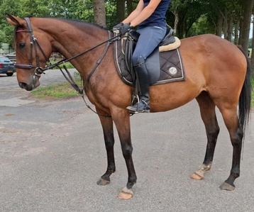 Brave 6 jr allrounder 1,62(recreatie-manege-sport) beschikbaar voor biedingen