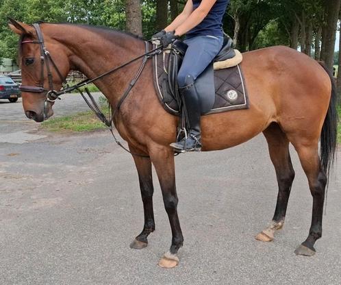 Brave 6 jr allrounder 1,62(recreatie-manege-sport), Dieren en Toebehoren, Paarden, Merrie, B, 160 tot 165 cm, 3 tot 6 jaar, Recreatiepaard