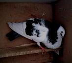 Doffer, Dieren en Toebehoren, Vogels | Duiven, Mannelijk, Kropper