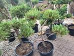 Pinus pinea vormsnoei, Tuin en Terras, Ophalen, Overige soorten