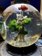 Biorb aquarium, Ophalen, Gebruikt, Gevuld zoetwateraquarium