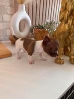 Lieve Chihuahua puppy’s pups te koop – goed gesocialiseerd ✨, Dieren en Toebehoren, Honden | Chihuahua's en Gezelschapshonden