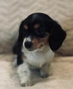 Lief klein teckeltje, Dieren en Toebehoren, Honden | Teckels en Dashonden, Reu, CDV (hondenziekte), 8 tot 15 weken, Dwerg