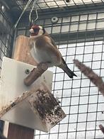 Koppel kleine putters 2025, Dieren en Toebehoren, Vogels | Overige Vogels, Meerdere dieren, Wildzangvogel, Geringd