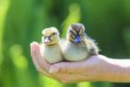 Oud-Hollandse kwaker kuikentjes | Gesekste eenden kuikens, Meerdere dieren, Eend