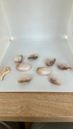 Schelp kralen, Ophalen of Verzenden, Kraal