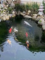 koi vissen, Karper of Koi