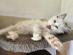 Raszuiver ragdoll kitten vrouwtje zoekt gouden mandje, Dieren en Toebehoren, Katten en Kittens | Raskatten | Langhaar, Kater, Ontwormd