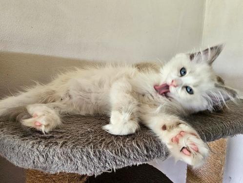 Raszuiver ragdoll kitten vrouwtje zoekt gouden mandje, Dieren en Toebehoren, Katten en Kittens | Raskatten | Langhaar, Kater, Ontwormd