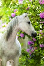 Verzorgster / bijrijder gezocht 18+, Diensten en Vakmensen, Dieren | Paarden | Verzorging, Oppas en Les, Ruiter of Bijrijder