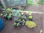 groente plantjes, Tuin en Terras, Ophalen, Volle zon, Groenteplanten, Eenjarig