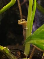 Rouwgekko (Lepidodactylus Lugubris), Hagedis, 0 tot 2 jaar
