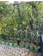 Bio Fruitbomen laagstam  half en hoogstam in soorten, Ophalen of Verzenden, Overige soorten, 100 tot 250 cm