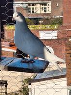 Sierduif figurita, Dieren en Toebehoren, Vrouwelijk