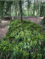 Gratis buxus haag struiken ca 50 cm hoog, Ophalen, Buxus, Minder dan 100 cm
