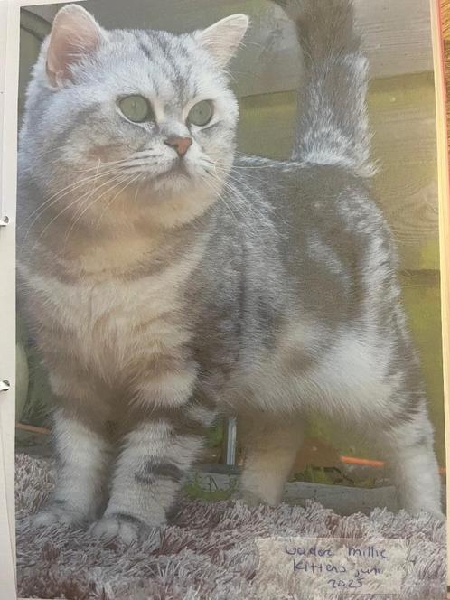 Rasechte Britse korthaar kittens met stamboom mee, Dieren en Toebehoren, Katten en Kittens | Raskatten | Korthaar, Meerdere dieren