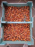 Tamme kastanjes, Ophalen