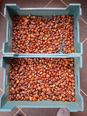 Tamme kastanjes  beschikbaar voor biedingen