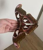 Attacus atlas mot eitjes, Dieren en Toebehoren, Insecten en Spinnen, Vlinders of Rupsen