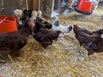 Toom Rhode island, Dieren en Toebehoren, Pluimvee, Meerdere dieren, Kip