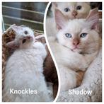 Ragdoll kittens met stamboom DNA echo cinnamon en Fawn, Meerdere dieren, Gechipt