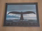 Ingelijste fotoprint poster Megaptera walvis van Bob Talbot, Dier, Zo goed als nieuw, Ophalen