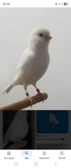 Ik zoek kanarie, Dieren en Toebehoren, Vogels | Kanaries, Mannelijk